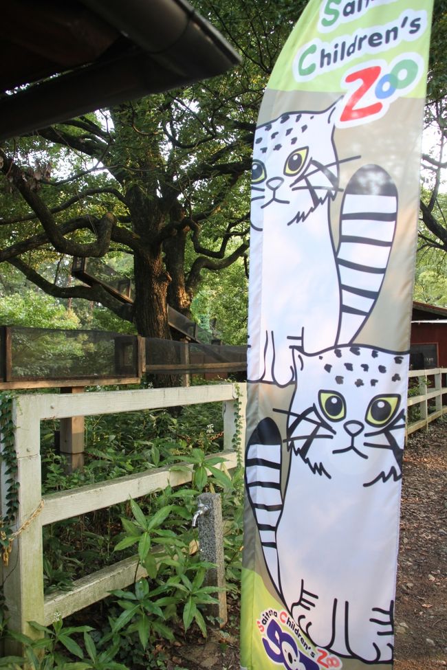 夏の森林公園とナイトズーの埼玉こども動物自然公園で約8時間 後編 レッサーパンダの若武者顔のコウタくんとほんわかハナビちゃん 夕方のマヌルネコと夜のコアラ 東松山 埼玉県 の旅行記 ブログ By まみさん フォートラベル 夏の森林公園とナイトズーの埼玉こども動物自然公園で約8時間 後編 レッサーパンダの若武者顔のコウタくんとほんわかハナビちゃん 夕方のマヌルネコと夜のコアラ 東松山 埼玉県 の旅行記 ブログ By まみさん フォートラベル
