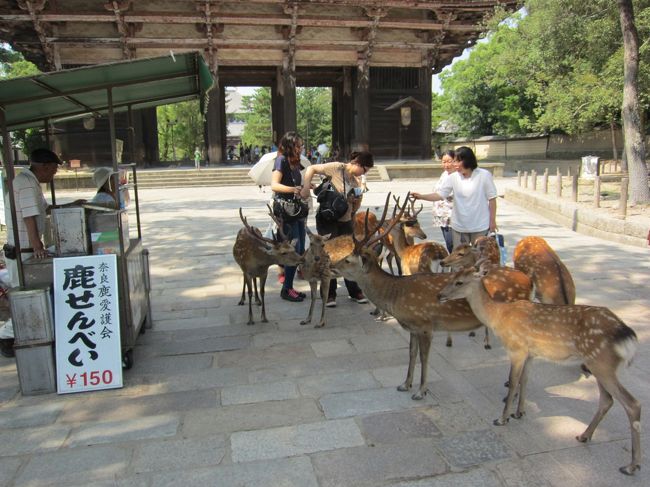 鹿せんべいの店の前で、じっと待っている鹿。
