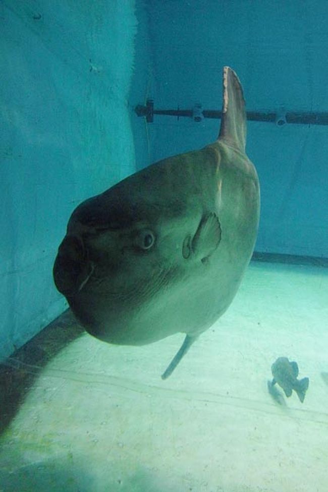 マンボウと巨大ホシエイに逢いに 志摩マリンランド編 志摩市 賢島 浜島 三重県 の旅行記 ブログ By まいまいさん フォートラベル マンボウと巨大ホシエイに逢いに 志摩マリンランド編 志摩市 賢島 浜島 三重県 の旅行記 ブログ By まいまいさん フォートラベル