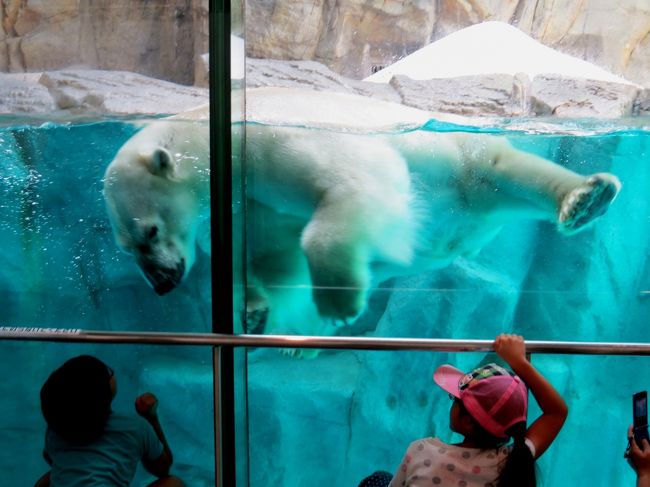 秋田ホッキョクグマ紀行 男鹿水族館gao 大きくなったね やんちゃ盛りのミルクちゃんに会いに男鹿に行ってきました 男鹿 秋田県 の旅行記 ブログ By Jilllucaさん フォートラベル 秋田ホッキョクグマ紀行 男鹿水族館gao 大きくなったね やんちゃ盛りのミルクちゃんに会いに男鹿に行ってきました 男鹿 秋田県 の旅行記 ブログ By Jilllucaさん フォートラベル