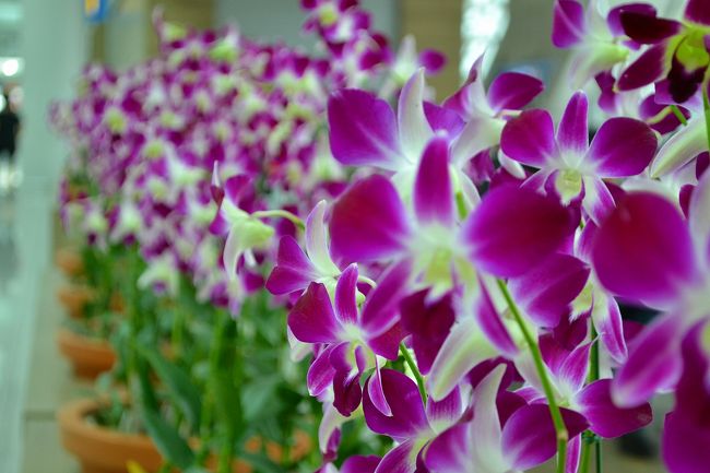 では、飛行機のほうへ向かいますよ。