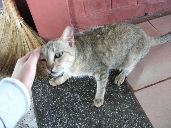 マンダレーヒル<br />寺院にいる猫は人懐っこい。<br />食べ物をねだっていたみたいだった。