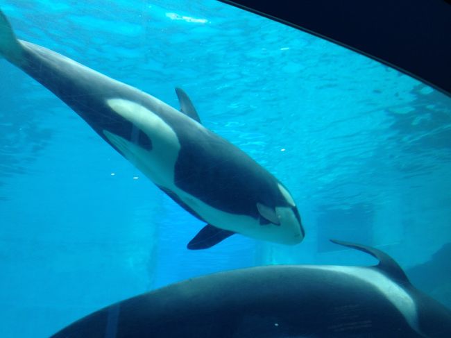 我が家の愛犬だった リン君と同じ名前だね 名古屋港水族館の可愛いシャチちゃん 名古屋港 愛知県 の旅行記 ブログ By Rinnmamaさん フォートラベル 我が家の愛犬だった リン君と同じ名前だね 名古屋港水族館の可愛いシャチちゃん 名古屋港 愛知県 の旅行記 ブログ By Rinnmamaさん フォートラベル