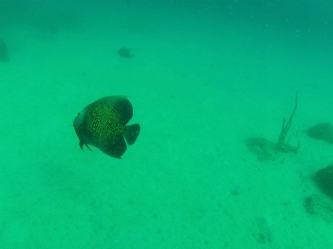 先ず最初は「Ahogado」というポイントでフレンチ・エンジェルフィッシュを見かけました。<br />透明度は12-15mというところ、水深12-17m辺りを40分程ウロウロしました。