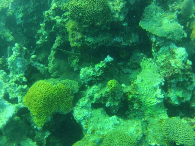 平均で８ｍ、最深で12ｍぐらいの浅い所で45分間のダイビングでした