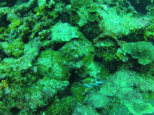 透明度は１５ｍぐらいです