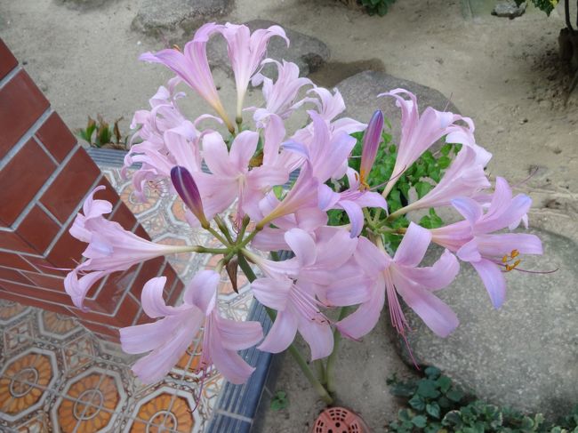 綺麗に咲いてくれました♪<br /><br />最後まで、読んで下さって、ありがとうございます(^o^)／