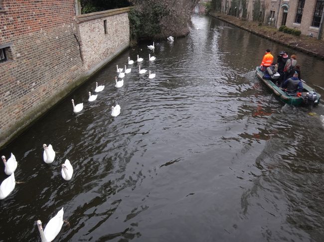 日本のTVクルーも白鳥の群れをボートを動かしながら<br />ビデオカメラで撮っていました。