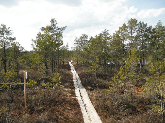 　いよいよ、ヴィル湿原へ。<br /><br />　木道が整備されていて、散策することができます。<br /><br />　途中には見晴らし台もあるのですが、私たちが行ったときは建て替え中。残念。