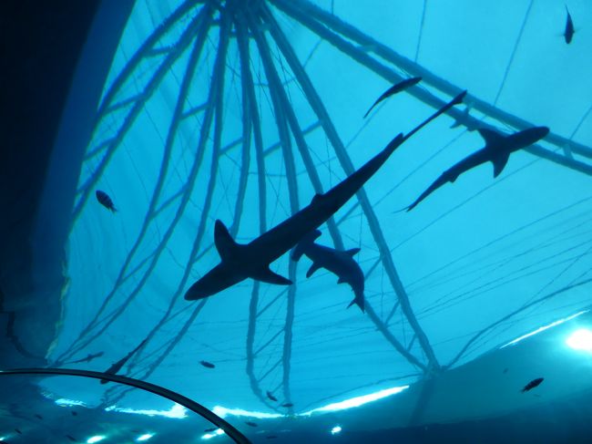 出口の手前にサメの水槽があります。<br /><br />いろんな種類のサメが何十匹もいて壮観です。
