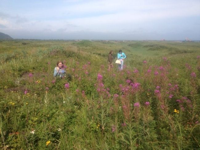 ぼったくりタクシーに乗って市内に向かうていると突然お花畑に広がったのです、市内に向かう道路の両サイドは植えられた花ではなく自然の花がいっぱいです、カッカ！なっていた気分が少しは和らぎました、ペトロパブロフスクカムチャツキー万歳！