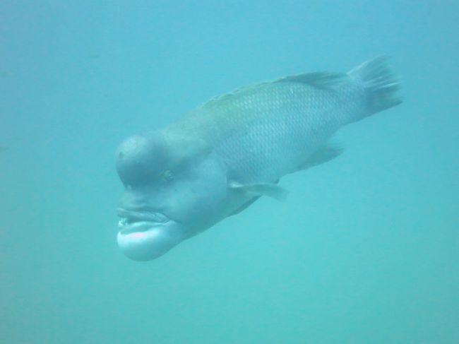 13 佐渡 コブダイと潜ろう 佐渡島 新潟県 の旅行記 ブログ By マチャさん フォートラベル