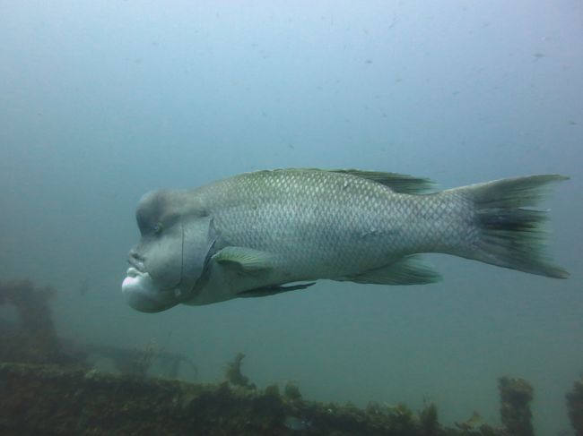 13 佐渡 コブダイと潜ろう 佐渡島 新潟県 の旅行記 ブログ By マチャさん フォートラベル