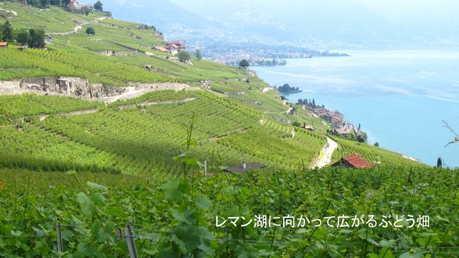 ぶどう畑は南を向いて丘の斜面いっぱいに広がっている。7月初めで本格的なスイスの観光シーズンに入っていない為か、この「ラヴォーのぶどう畑」を見に来ている観光客はいなかった。
