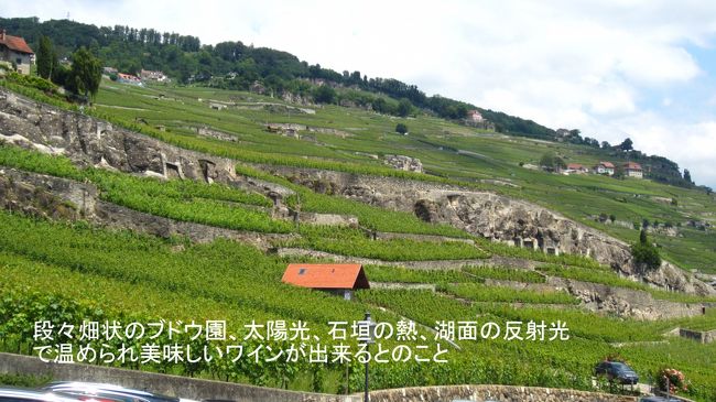 ＮＨＫなどの世界遺産番組でもこの「ラヴォーのぶどう畑」が紹介され、ここで作られるワインが美味しいのは、素晴らしいブドウが出来るからだ。その理由に、三つの太陽の話が紹介される。