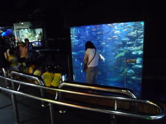 海雲台にある水族館、Busan Aquarium。
幼稚園の団体がいくつもいて、にぎやかでした。