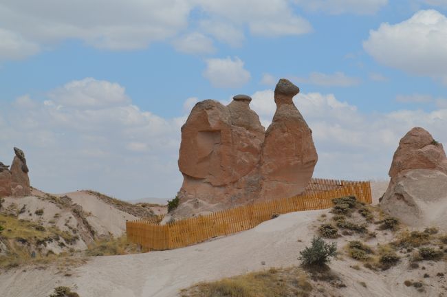 これも有名なラクダね。