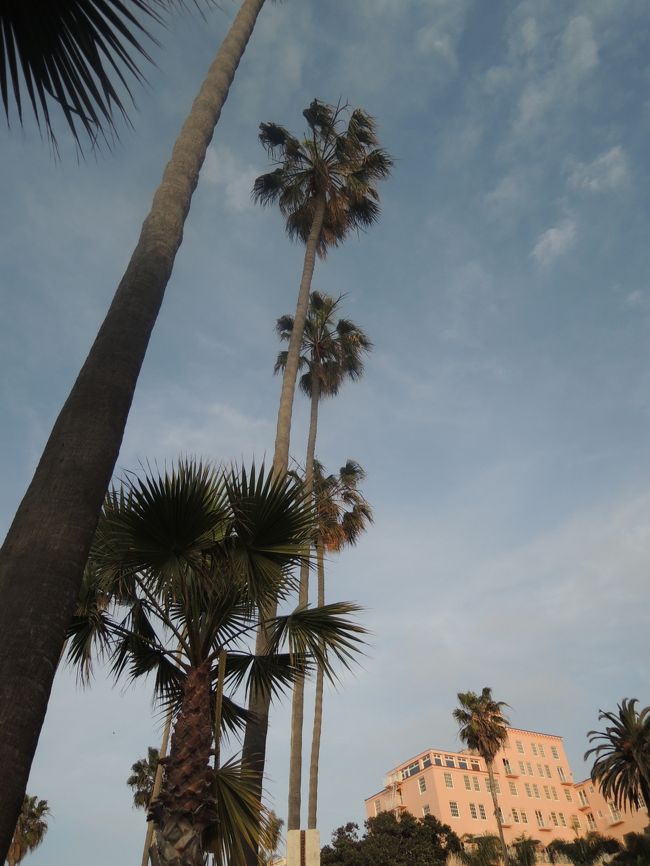 palm trees