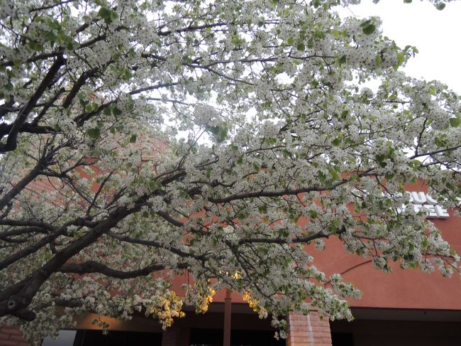 pretty blossoms<br />