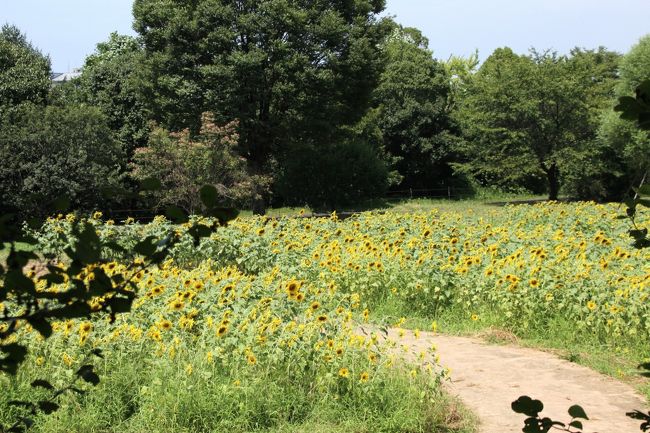猛暑の昭和記念公園とナイトズーの埼玉こども動物自然公園リベンジ 1 花の丘の奥に現われた黄色い流れ 砂川口の５万本のひまわり 立川 東京 の旅行記 ブログ By まみさん フォートラベル