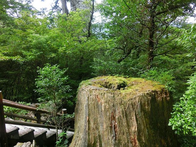 屋久杉の置物大切にしなくっちゃ!!』屋久島(鹿児島県)の旅行記 屋久杉の置物大切にしなくっちゃ!!』屋久島(鹿児島県)の旅行記