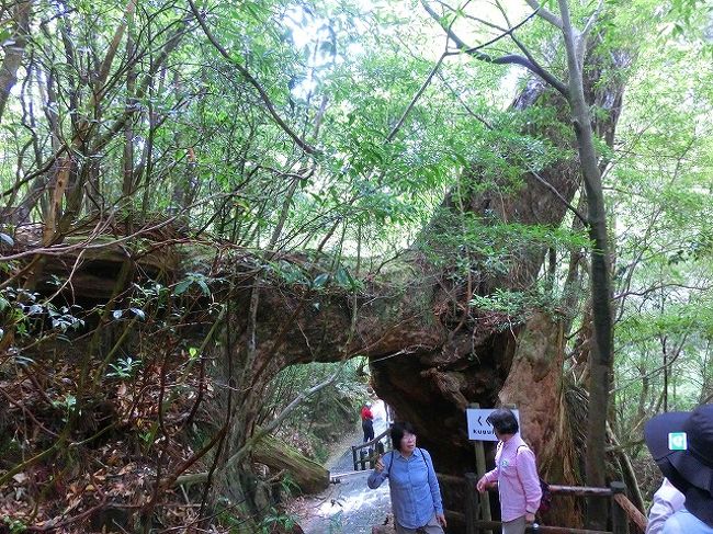 屋久杉の置物大切にしなくっちゃ！！』屋久島(鹿児島県)の旅行記