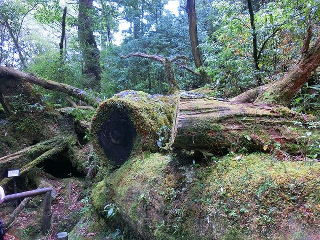 屋久杉の置物大切にしなくっちゃ!!』屋久島(鹿児島県)の旅行記 屋久杉の置物大切にしなくっちゃ!!』屋久島(鹿児島県)の旅行記