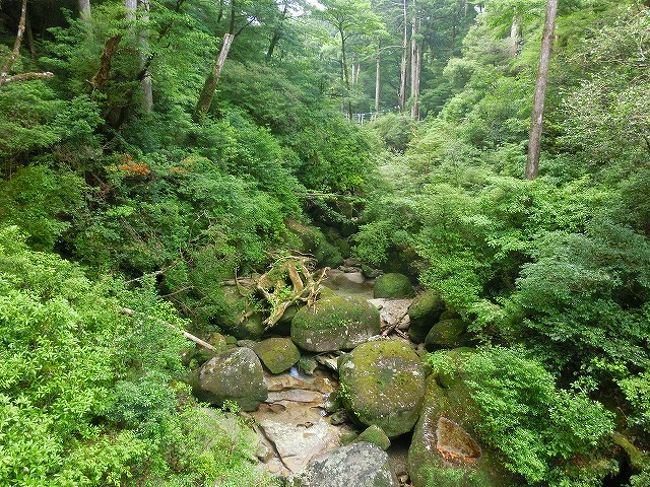屋久杉の置物大切にしなくっちゃ!!』屋久島(鹿児島県)の旅行記 屋久杉の置物大切にしなくっちゃ!!』屋久島(鹿児島県)の旅行記
