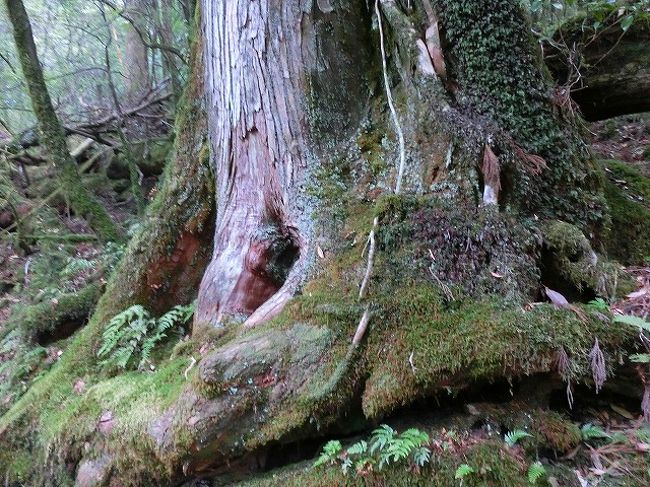 屋久杉の置物大切にしなくっちゃ！！』屋久島(鹿児島県)の旅行記