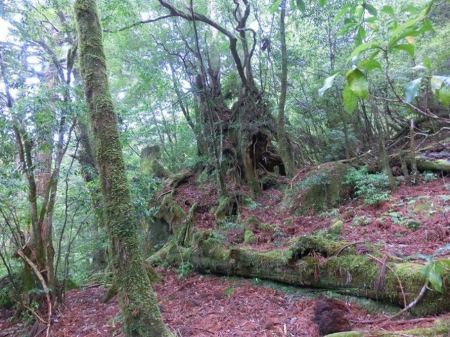 屋久杉の置物大切にしなくっちゃ!!』屋久島(鹿児島県)の旅行記 屋久杉の置物大切にしなくっちゃ!!』屋久島(鹿児島県)の旅行記