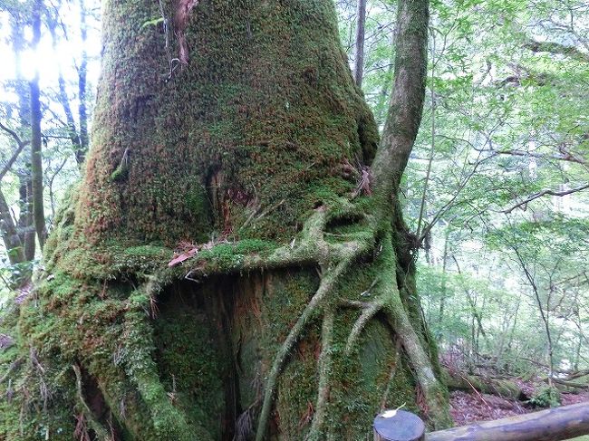 屋久杉の置物大切にしなくっちゃ!!』屋久島(鹿児島県)の旅行記 屋久杉の置物大切にしなくっちゃ!!』屋久島(鹿児島県)の旅行記