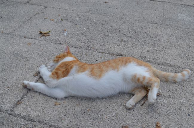 いたるところに猫と犬がいる。どちらも人を怖がらない。<br />　夜中の帰国便に乗るため、エアポートシャトルバスに乗る（タクシーはやめ！）。２０分遅れで迎えにくる。さらに途中、客の一人がハンバーガーみたいなのを車から降りて買ってくる。戻ってきたら、他の乗客がいっせいにブーイング。許可するドライバーもドライバーやね。６ユーロと思う。<br />無事帰国。体重が増えてしまった。おいしい食事とお菓子で。