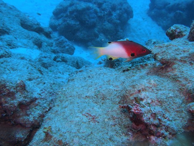 若干、海もうねってましたが<br />水中は穏やかです