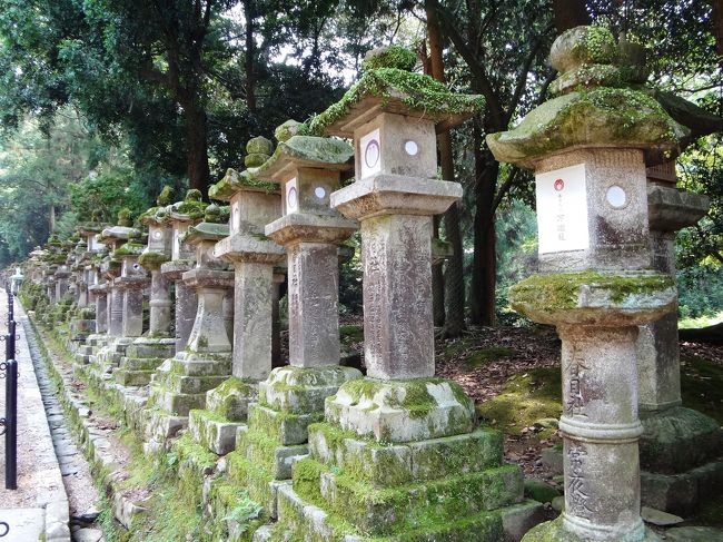 石灯籠が並ぶ参道を登ります。