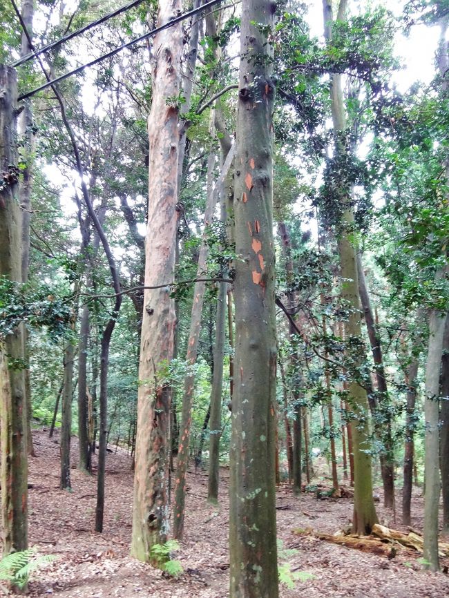 竹柏（ﾅｷﾞ）　天然記念樹<br />マキ科の常緑高木で綺麗な樹肌をしています。