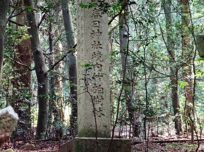 「春日神社境内竹柏（ﾅｷﾞ）樹林」