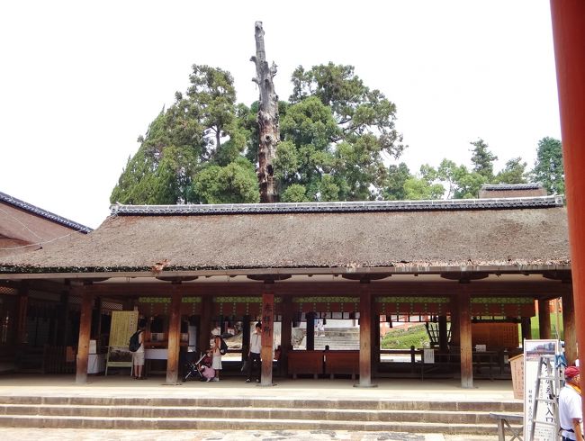 正面に参拝所。<br />この奥に御本殿があります。<br /><br />奥に見える大木は御神木の真柏(ｼﾝﾊﾟｸ)。