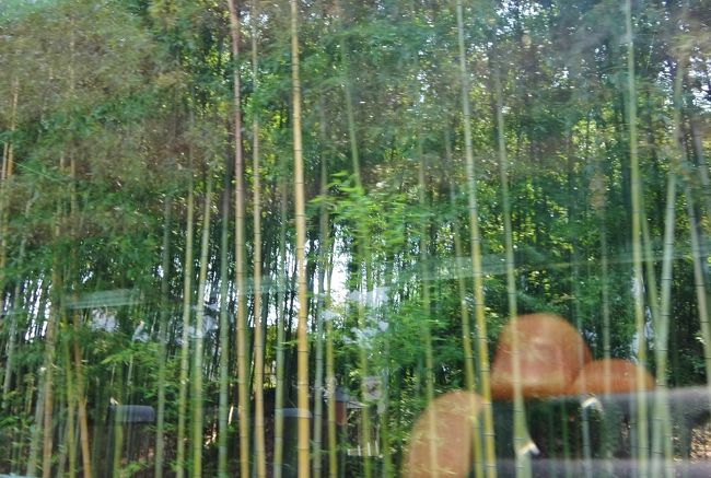 当時は各寺社間に覇権争いがあり、土地争いも激しかったようで、<br />この原始林の奥山にも境界標識がいくつも見られました。<br /><br />政教分離による平安京遷都、分かるような気もします。