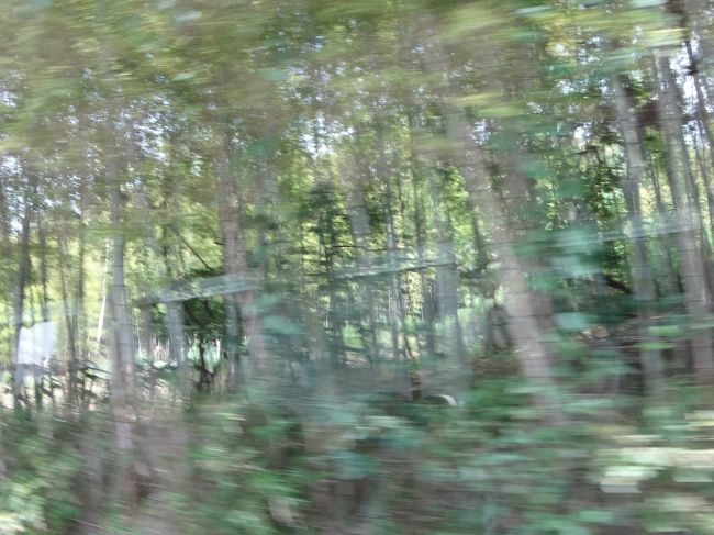 未舗装の山道、すれ違う車は一台もなし。<br />かなり天平の奥山を満喫できました。