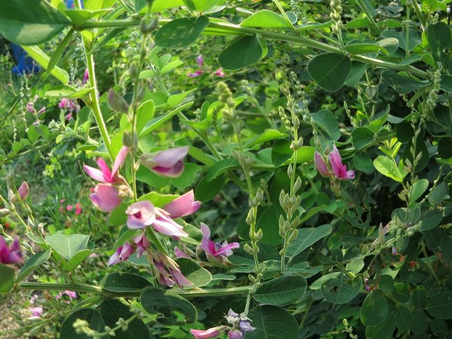 畝傍山周辺<br />田畑の傍で「萩の花」が咲いていました<br /><br />秋がそこまで来ているのを感じます