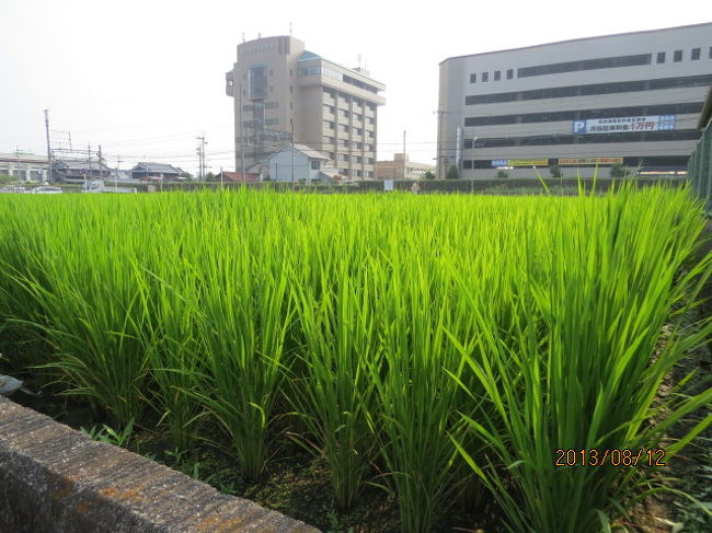 稲にはまだ稲穂が早いようです