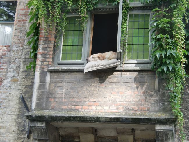 犬も窓から顔を出し、のんびりと寝ています。<br /><br />気持ち良さそう。