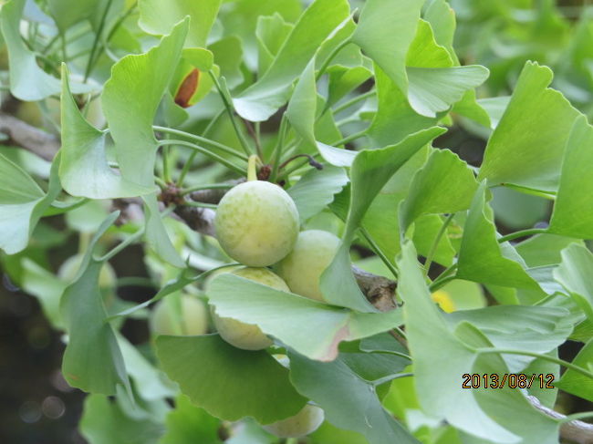 銀杏の実が臭いもするようでした<br /><br />実は美味しいですがね〜