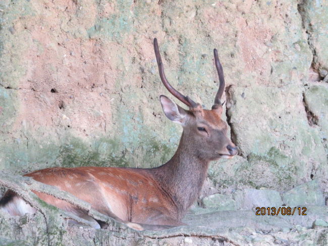 西の横綱ですか