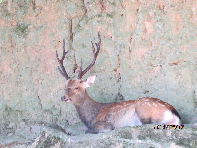東の横綱ですね