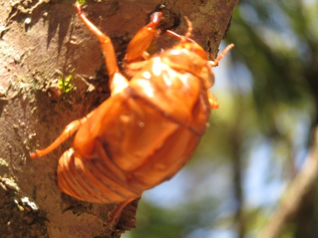 奈良では「アブラセミ」がいます<br />「クマセミ」二匹ほど見かけたぐらいです<br /><br />大阪では「クマセミ」ばかり「アブラセミ」はたまに見る程度