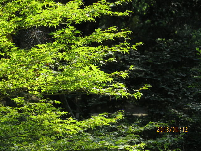 紅葉の青葉が眩しいくらい