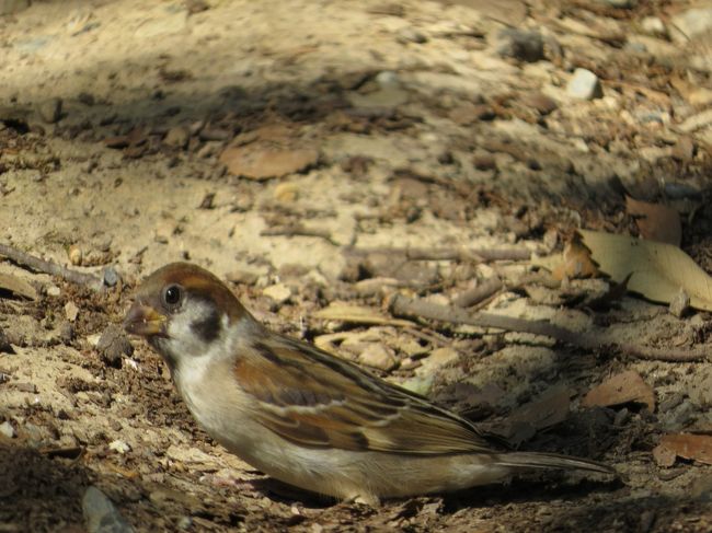 新種？「胴長雀」　魚眼レンズで撮影でした
