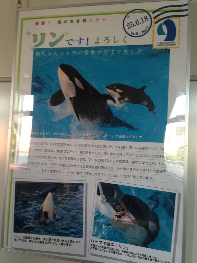 我が家の愛犬だった リン君と同じ名前だね 名古屋港水族館の可愛いシャチちゃん 名古屋港 愛知県 の旅行記 ブログ By Rinnmamaさん フォートラベル