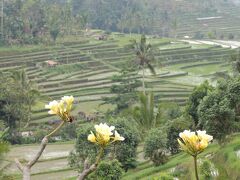 チュンパカと棚田。バリです